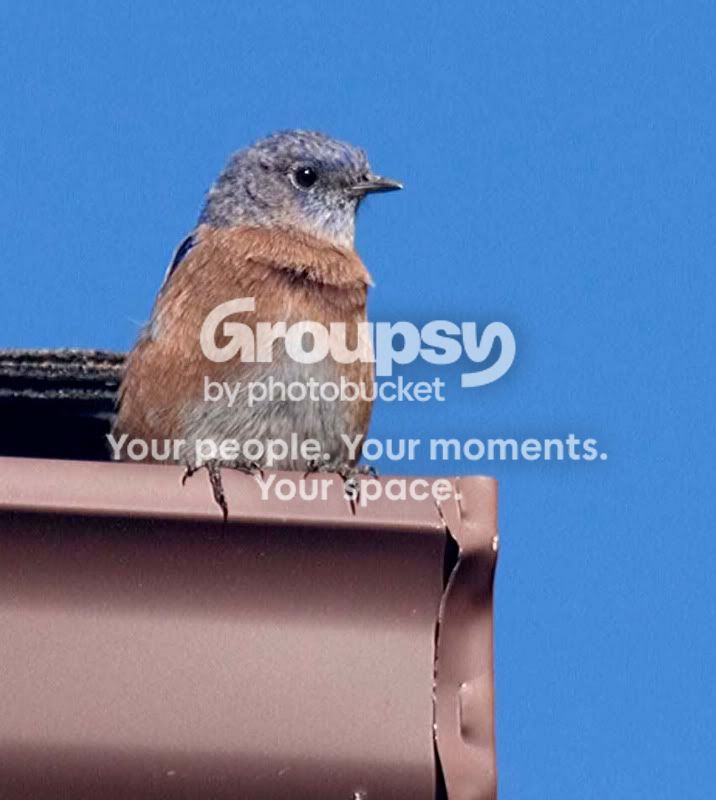 bluebird1.jpg