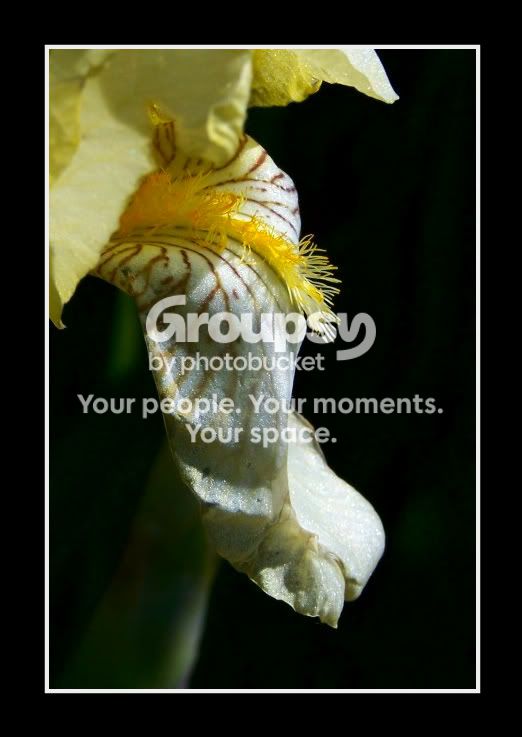 100_8648iris-1.jpg