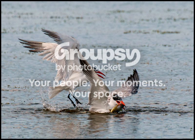 PIC_8385copy.jpg
