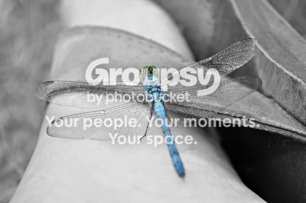 dragonfly2.jpg