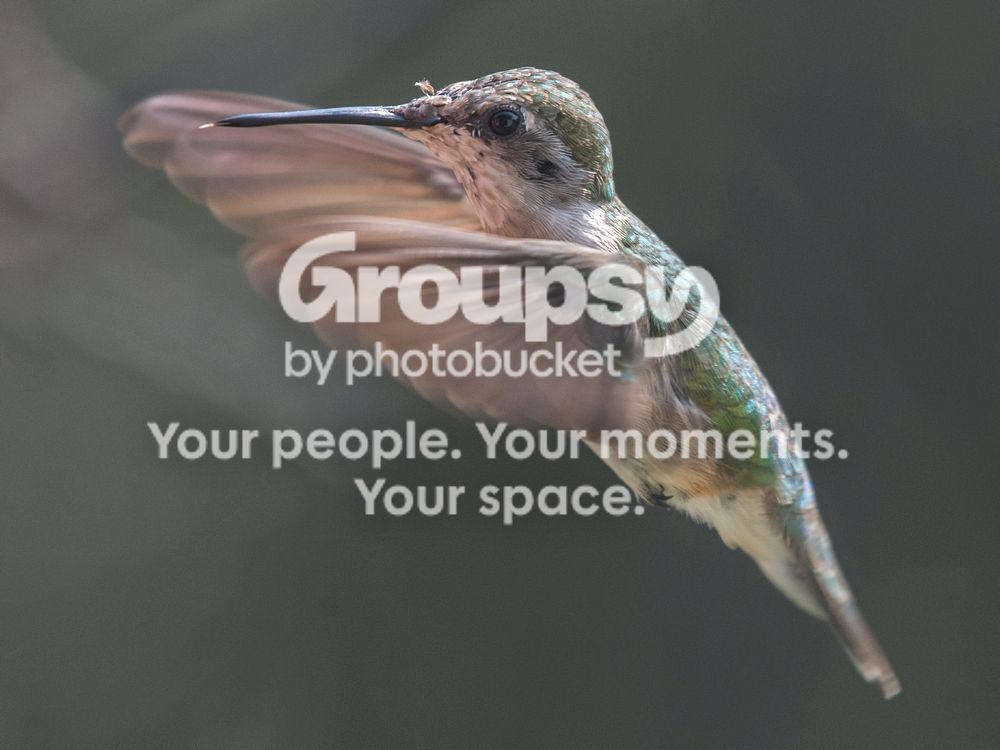 Aug%2031%20female%20hummer%20two_zpszjb6i8oq.jpg