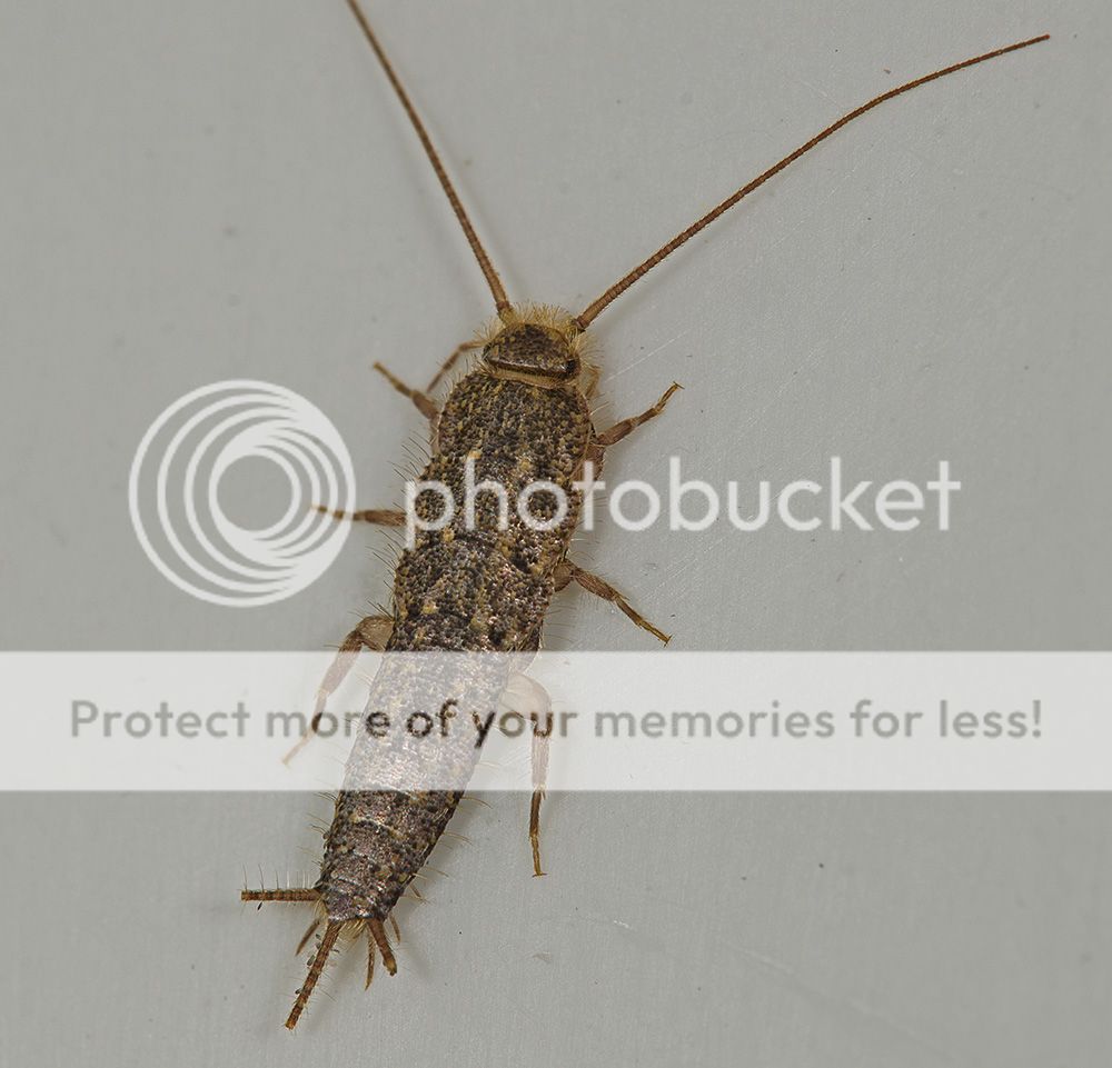 Silverfish025copy.jpg