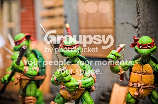 turtle640.jpg