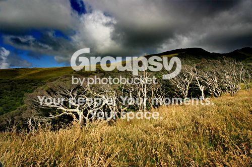 ghost_trees.jpg