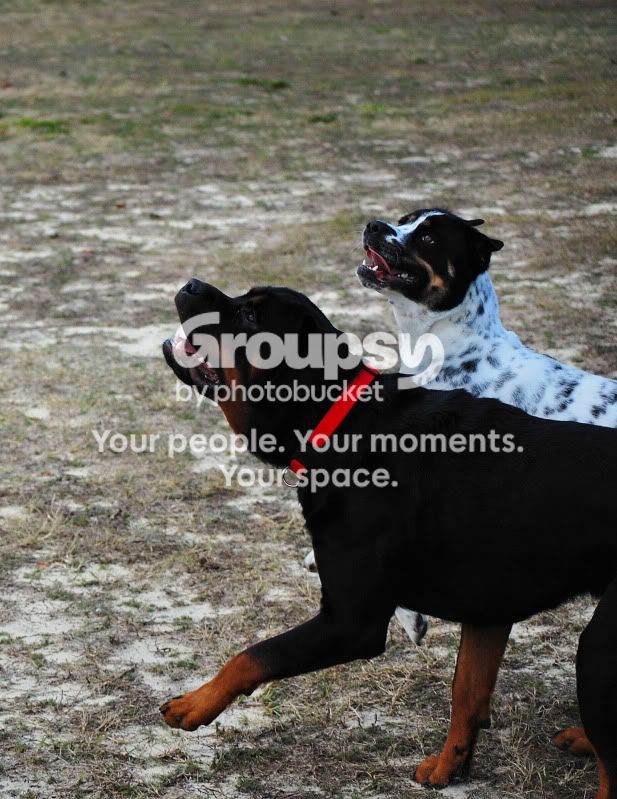 dogs9.jpg