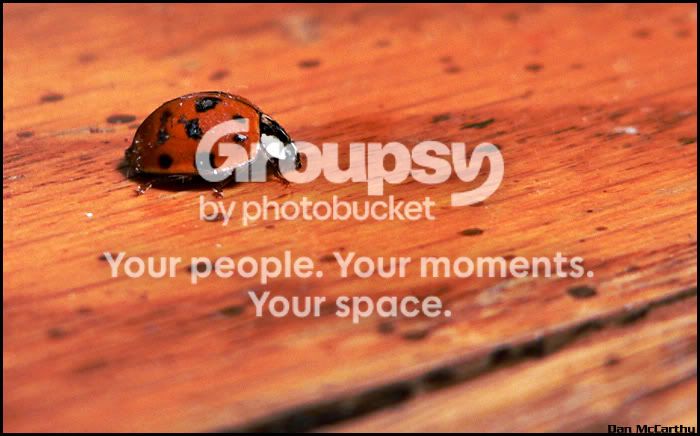 ladybug.jpg