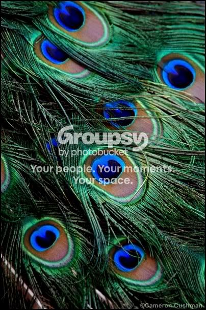 myspace167.jpg