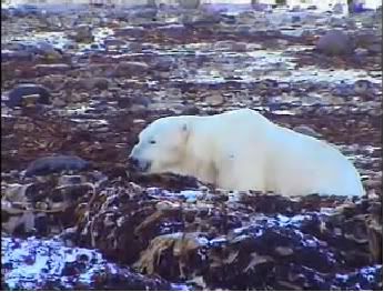 polarbear1.jpg