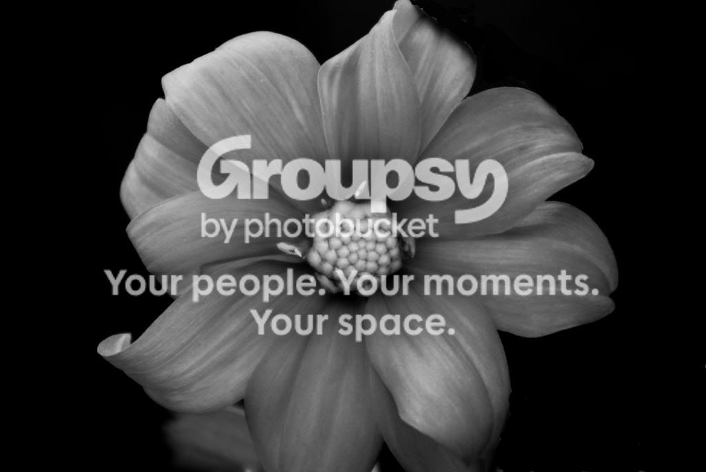 bwflower_edited-3.jpg