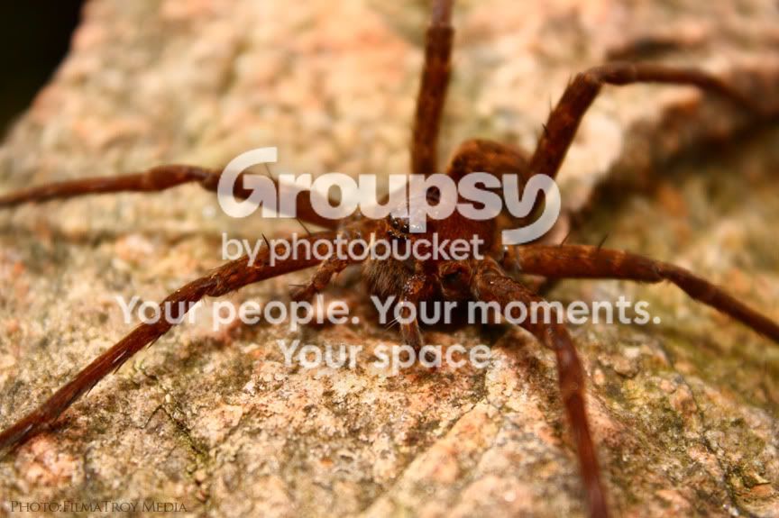 Spider.jpg
