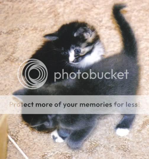 dot_lucky3wks.jpg