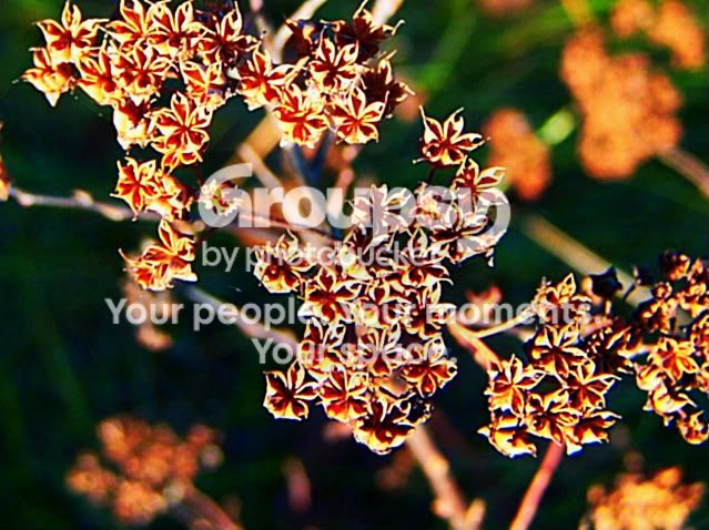 100_4337seedpods-1-1.jpg