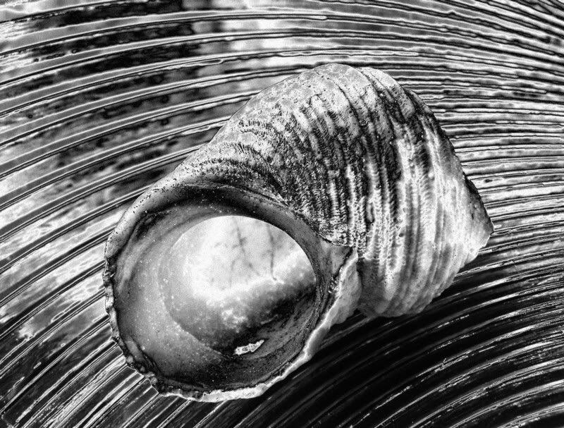Shell2.jpg