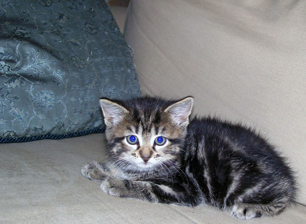 kitty_by_wokeupscreamin-d4fw0jj.jpg
