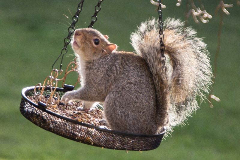 swing-1.jpg