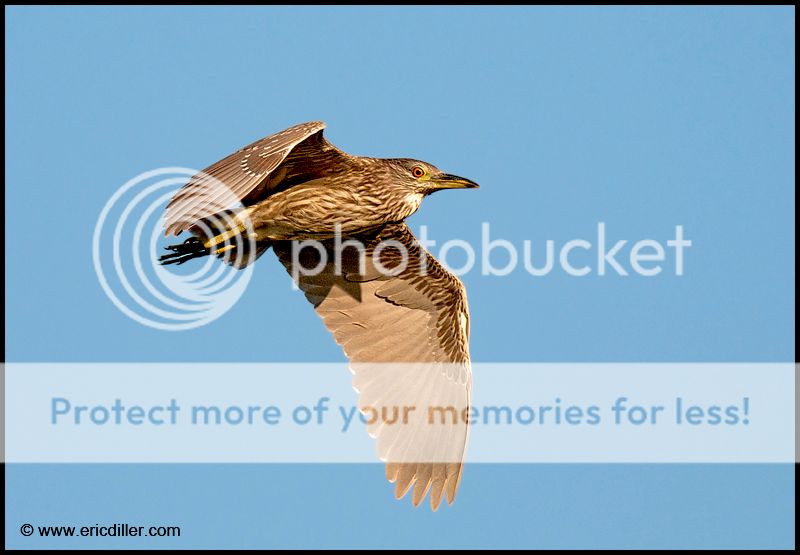 PIC_89912copy.jpg