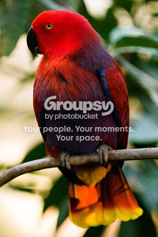 Colorful-Bird-2.jpg