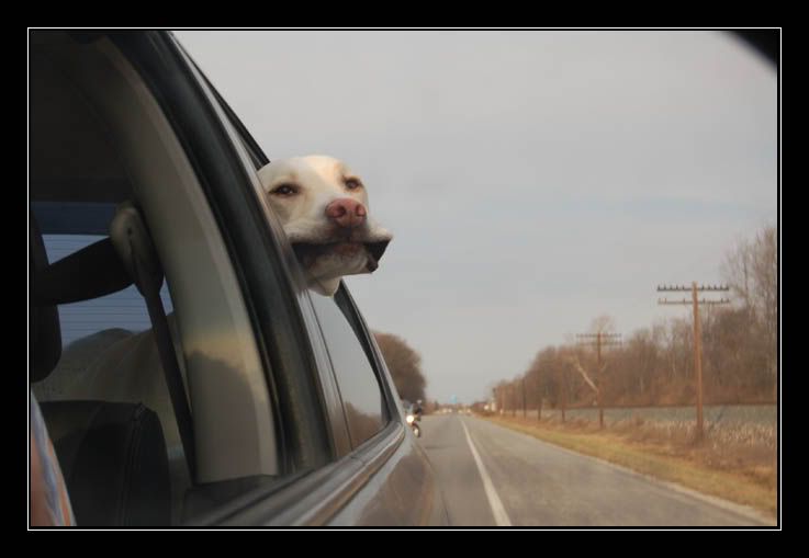 huntercar.jpg