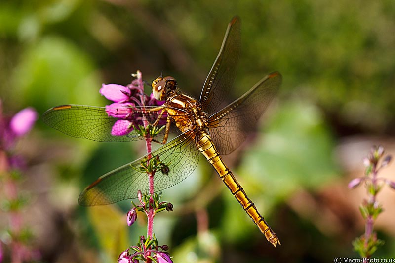 20110809-_MG_8008.jpg
