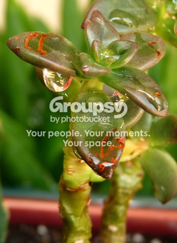 dropsoncactus2.jpg