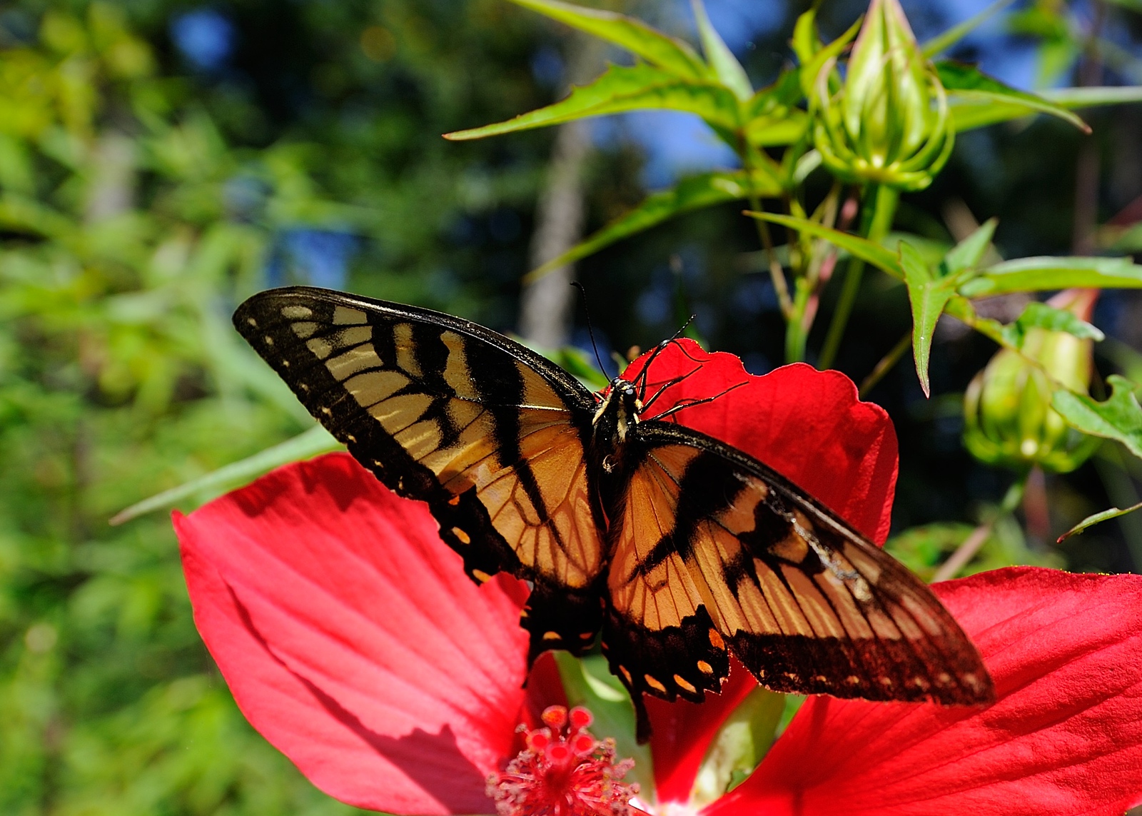 DSC_00044-X3.jpg