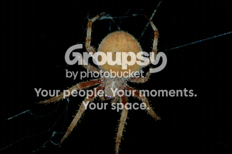 WMSpider.png