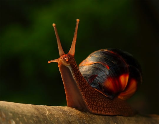 macro_photography_39.jpg