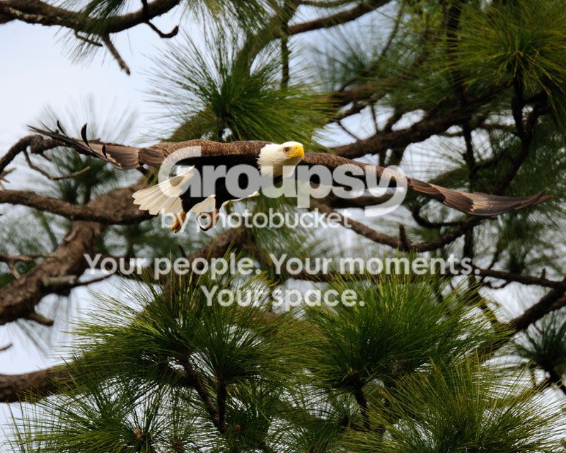 PIC_8131copy.jpg