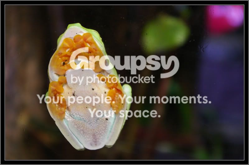 frogglass.jpg