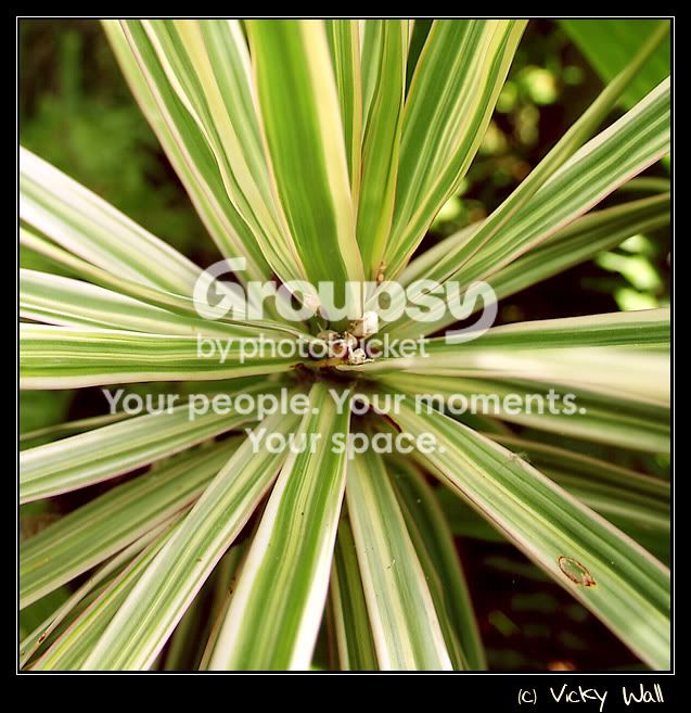 plant.jpg