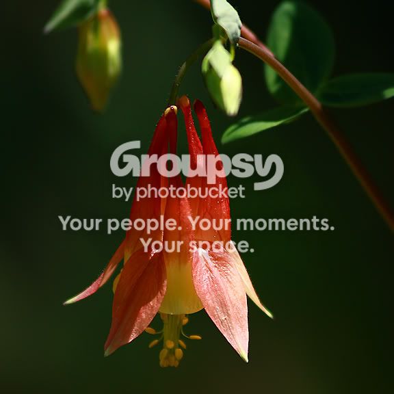 Plant8.jpg