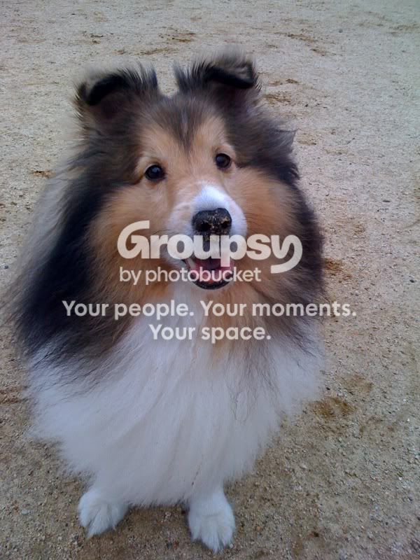 DougalDogpark.jpg