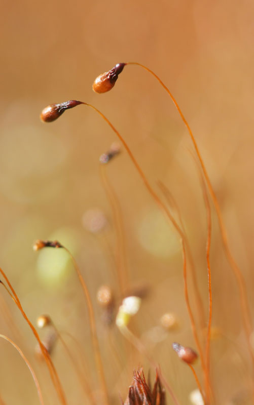 moss_02.jpg