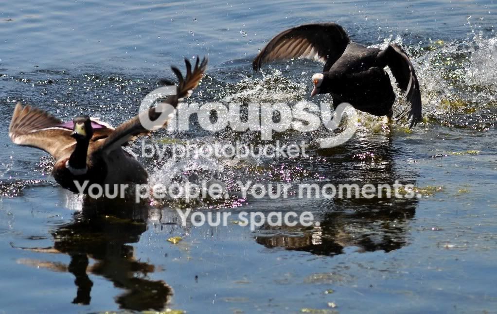 agcoot-1.jpg
