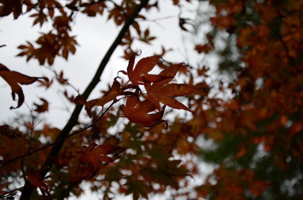 DSC_0355.jpg