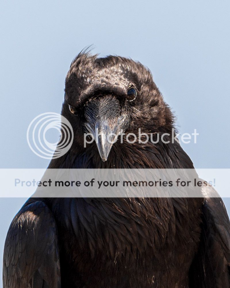 commonraven_zps3a8e01e0.jpg