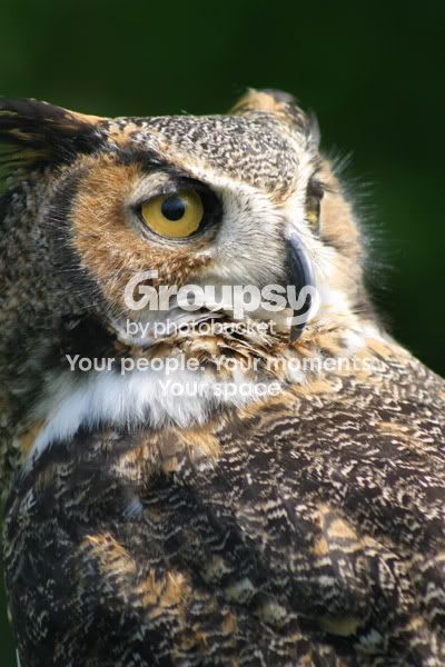 owl.jpg