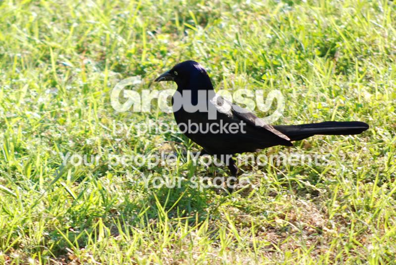 blacky.jpg