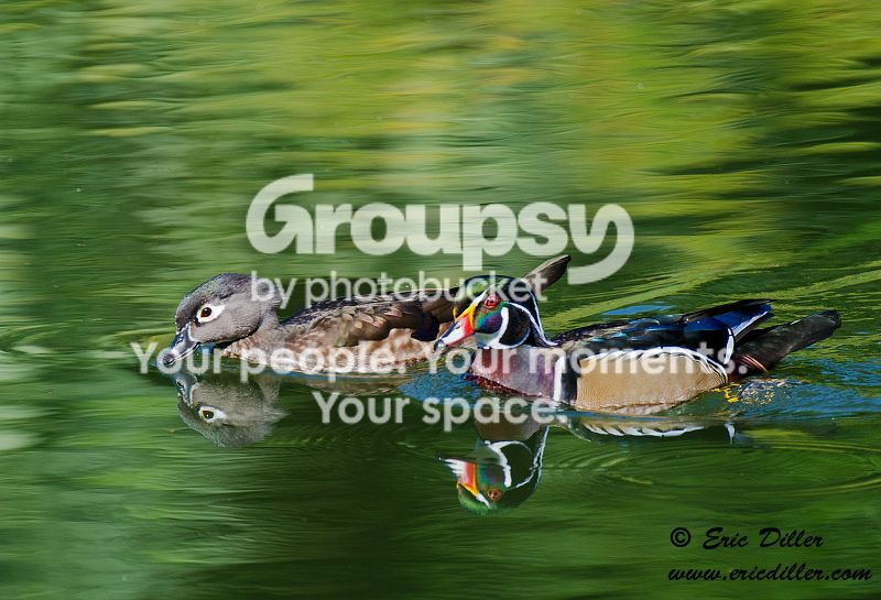 _ECD1024-copy800.jpg