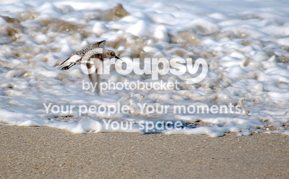 flysurfcroped111111.jpg