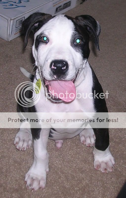 roscoe.jpg