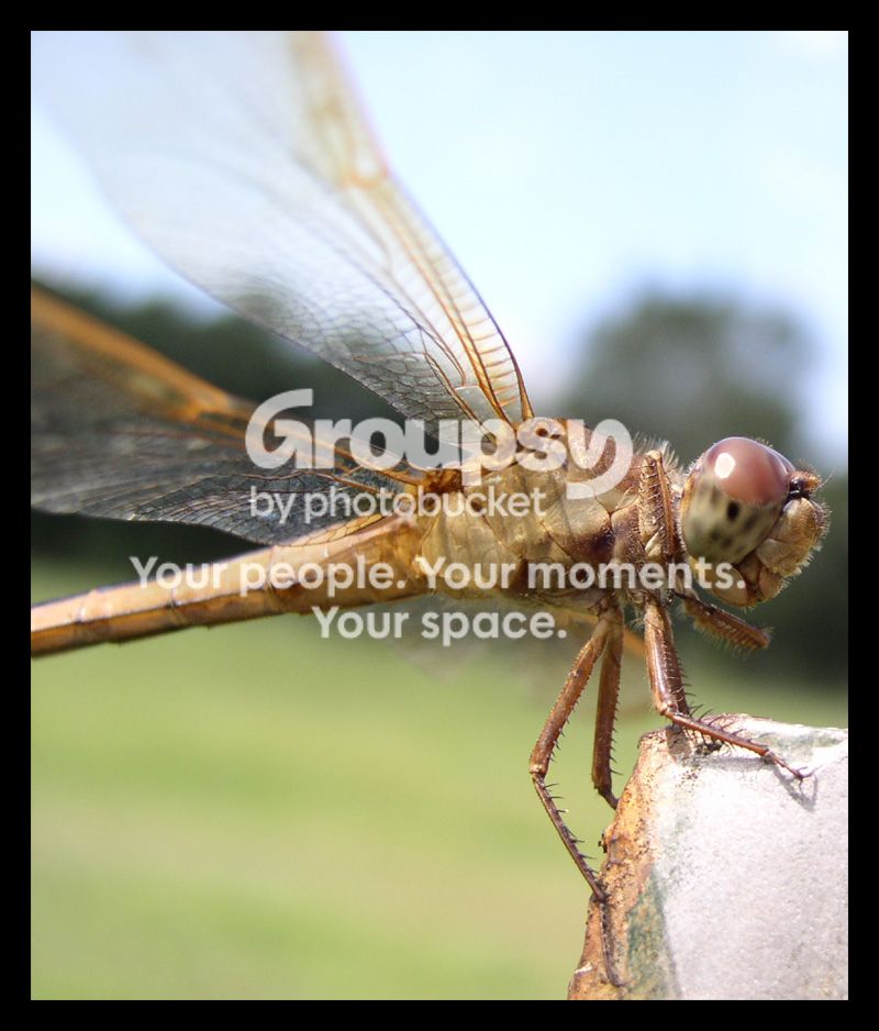dragonfly.jpg