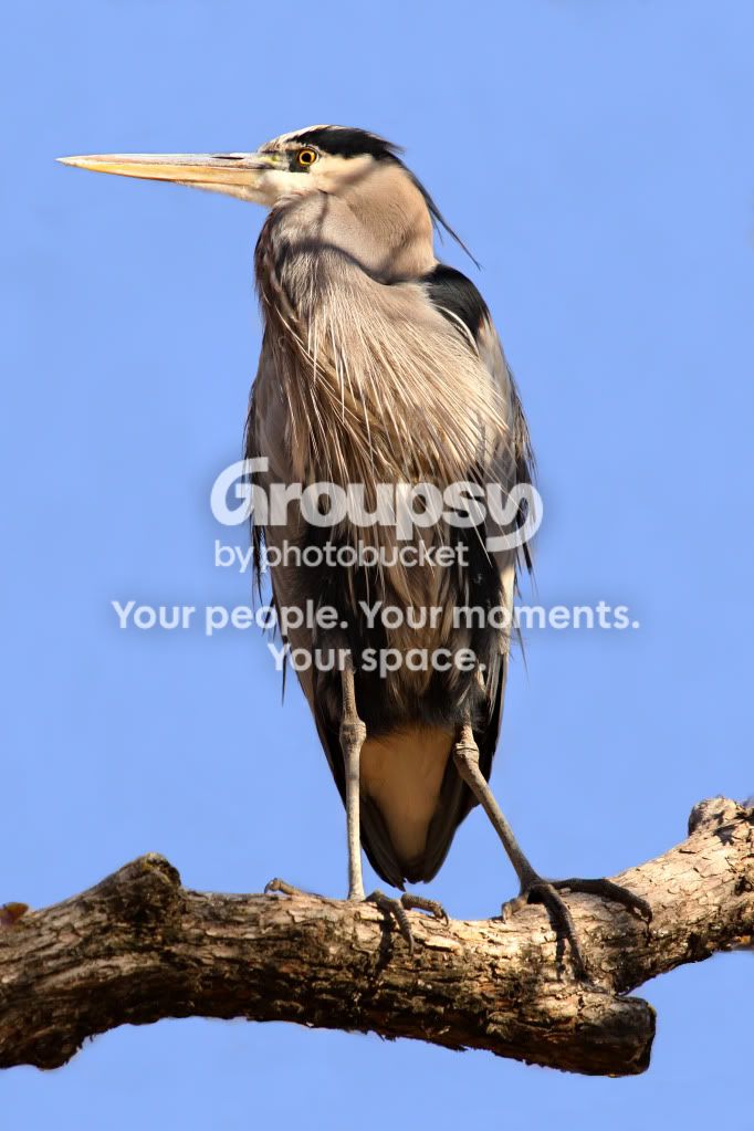 gbh1.jpg