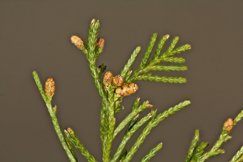 cedarbloom18imagestackweb.jpg