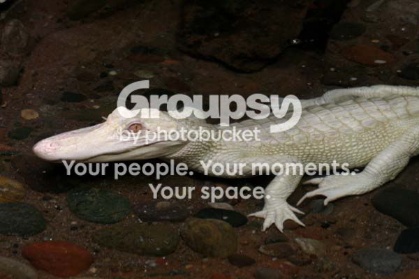 reptiles_3651share.jpg