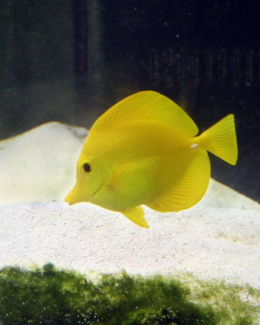 Tang-Yellow---1766-.jpg