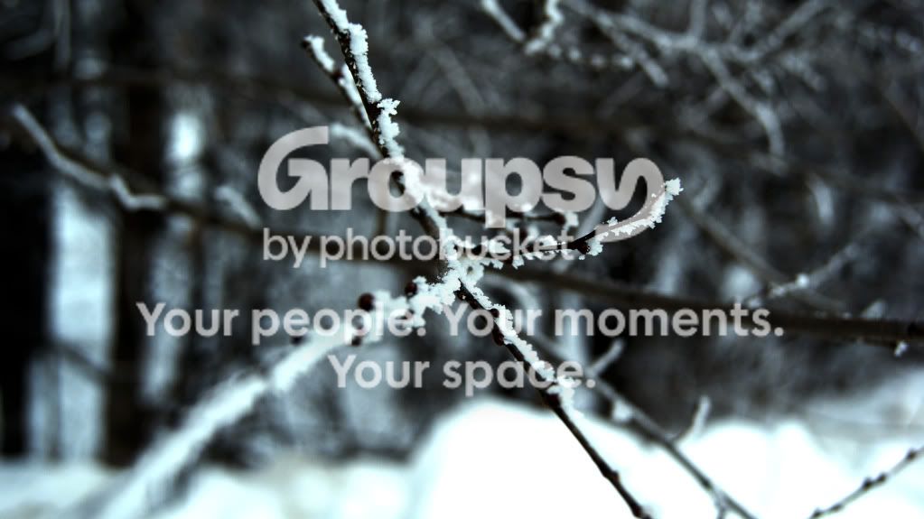 snowbranch.jpg
