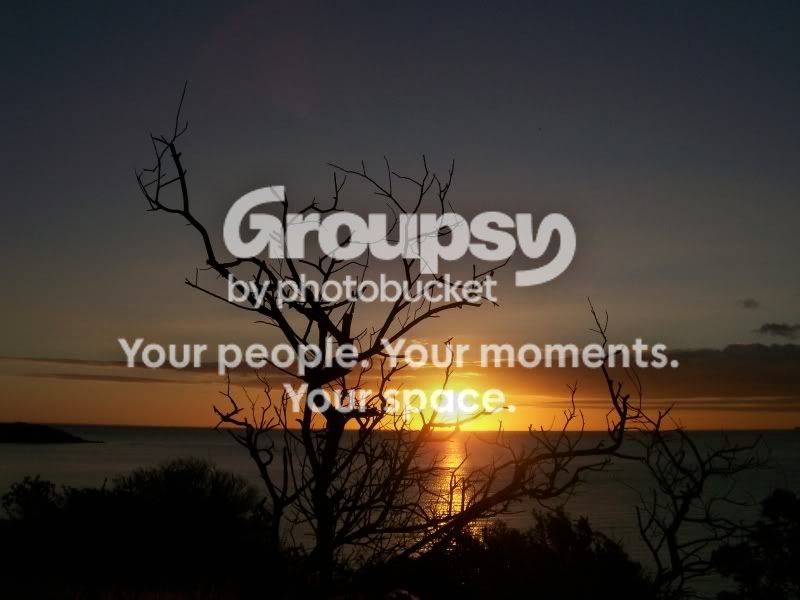 sunset_through_tree.jpg