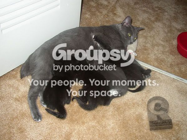 01_kittie1.jpg