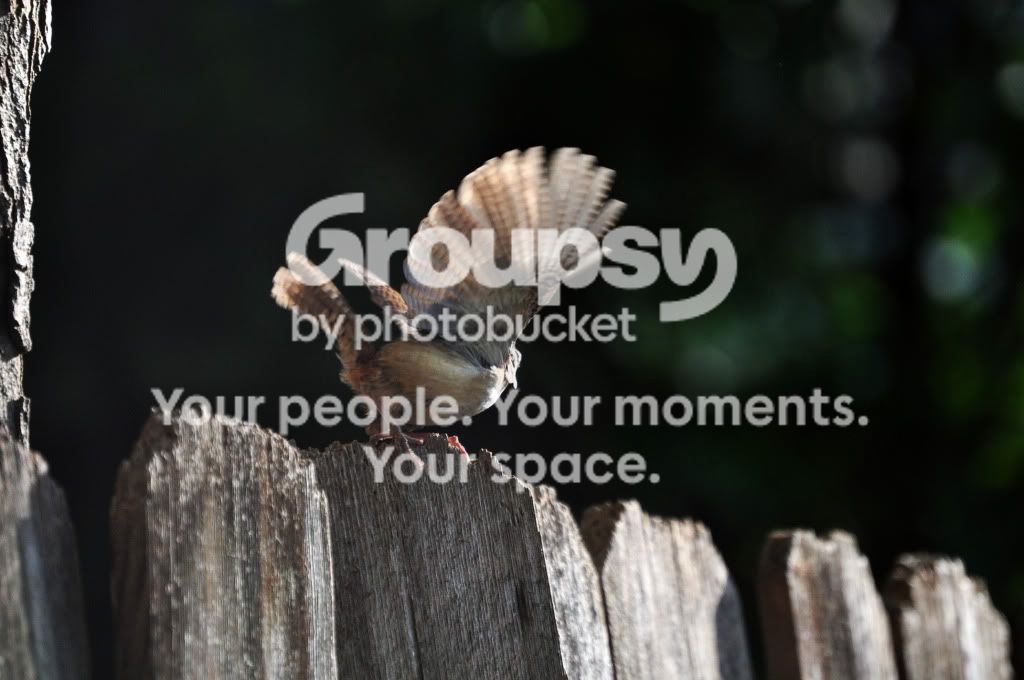 bird-1.jpg